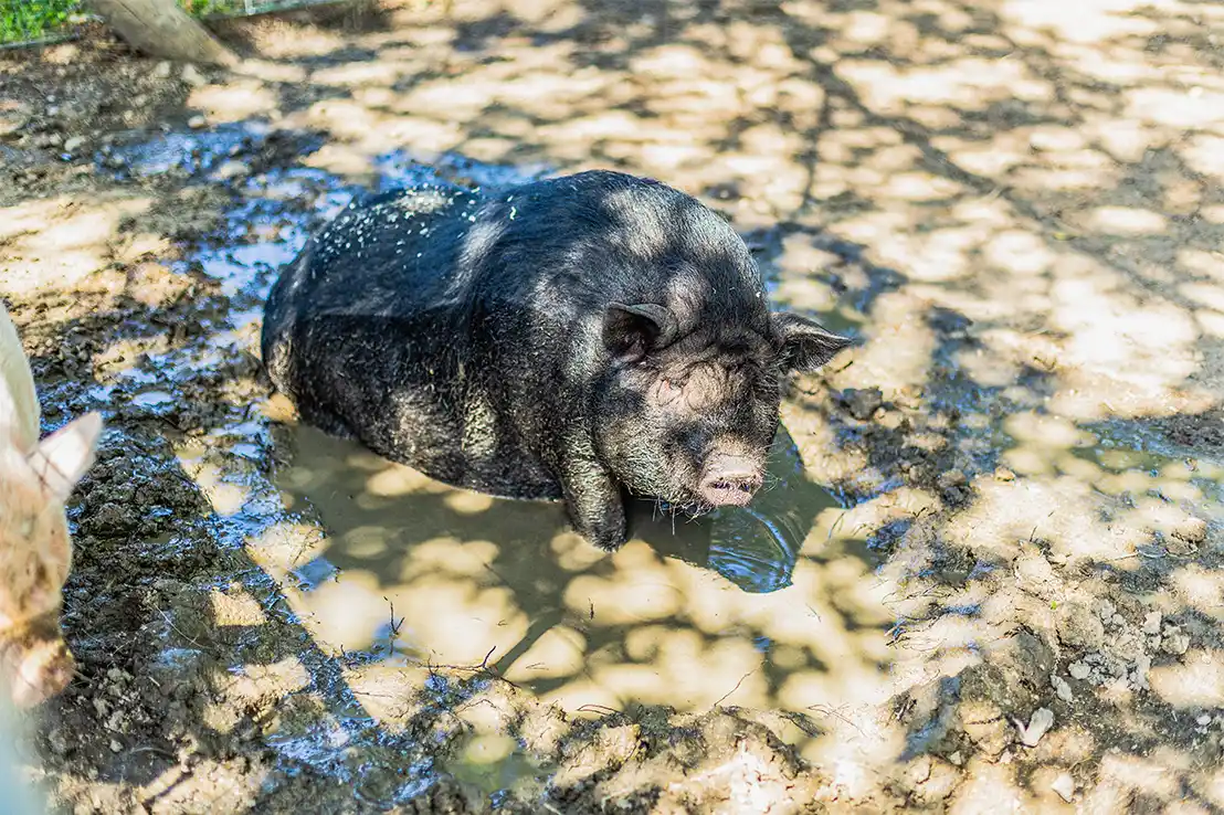 the campsite's mini farm an enchanting place for young and old alike