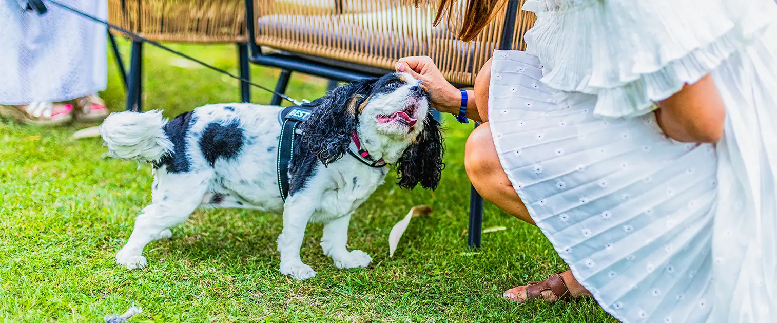 vos animaux sont les bienvenus au camping
